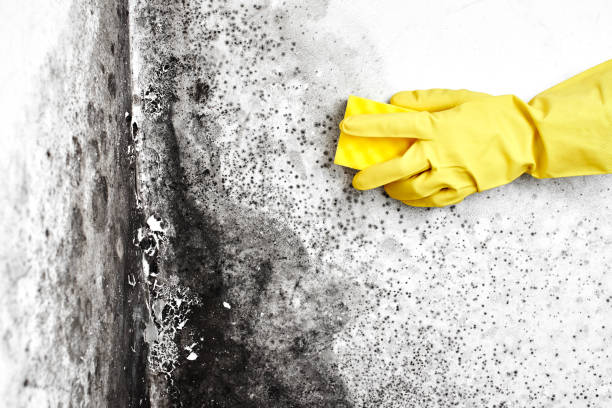 Best Mold Remediation Experts  in Maggie Valley, NC
