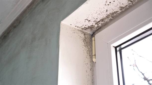 Best Fast Mold Removal  in Maggie Valley, NC