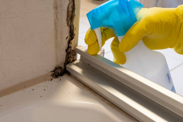 Best Certified Mold Removal  in Maggie Valley, NC