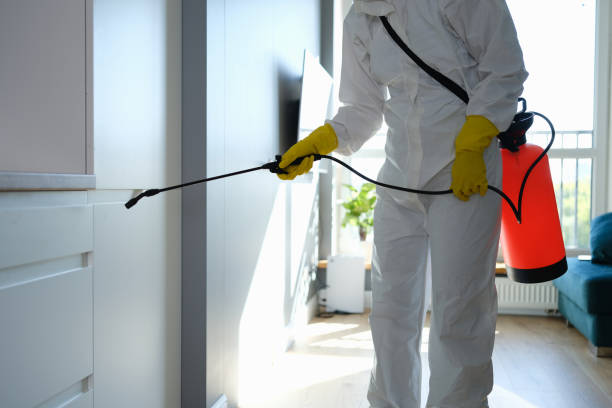 Best Mold Remediation  in Maggie Valley, NC