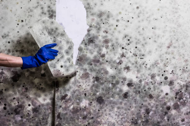 Professional Mold Removal in Maggie Valley, NC