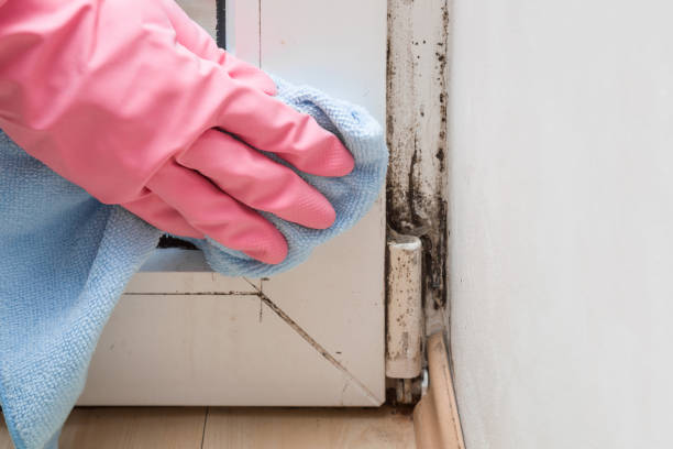 Best Emergency Mold Removal  in Maggie Valley, NC